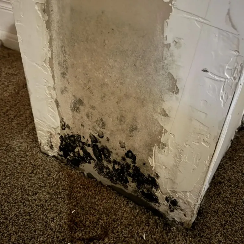 Professional Mold Removal in Pike County, AR